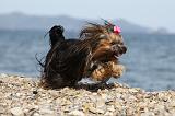 YORKSHIRE TERRIER 293